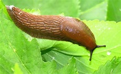 SCORES & OUTDOORS - Slugs: what are they good for, and why are there so ...
