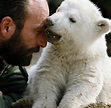 Berliner Zoo: Berlins Star-Eisbär Knut ist gestorben - WELT