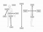 Anatomische Lage- und Richtungsbezeichnungen - DocCheck