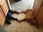 Two Dogs Form A Heart With Their Paws, Fill Us Up With Love (PHOTO ...