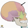 frontal bone anatomy labled