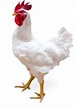Cobb-Vantress: experiência em produção de matrizes de frangos desde ...