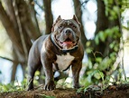 5 Types of Pit Bull Dog Breeds (2022)
