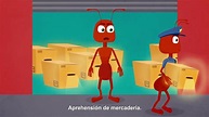 El contrabando de hormiga es sancionado y penado por la ley en #Ecuador ...
