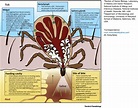 Tick Anatomy (A Basic + In-Depth Look) | TickSafety.com