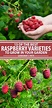 The Top 13 Raspberry Varieties to Grow in Zones 3-9 | Gardener’s Path