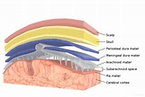 Meninges: Function and Layers, and Health Problems