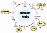 Professor Romário: O Ciclo de Krebs