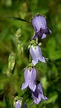 Alpenblumen: Bärtige Glockenblume - Campanula barbata