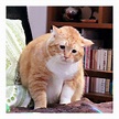 为什么会有橘猫容易长成胖子的说法？ - 知乎