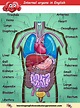 Internal organs of the human body list PDF | Human body vocabulary ...