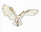 Download High Quality harry potter clipart hedwig Transparent PNG ...