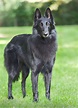 Belgian Sheepdog (Belgian Shepherd) Dog Breed Information and ...