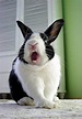 40 Cute Pictures of Rabbit that make you Smile- Funny Rabbit Facts ...