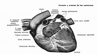 Partes anatómicas del corazón - SISTEMA CIRCULATORIO DEL CANINO