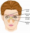 Ethmoid sinus - Wikipedia