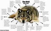 Various Types of Wolves - For The Love Of Wolves