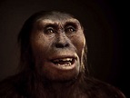 Australopithecus afarensis - The Study of Evolution
