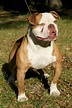 75+ Pictures Of Olde English Bulldog Image - Bleumoonproductions