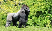 Gorila de montaña | Características, alimentación, reproducción ...