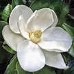 Southern Magnolia flower - Magnolia grandiflora - 20130112… | Flickr