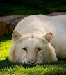 A very blonde tiger - beautiful | Grande felino, Gatos bonitos ...