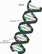 Nukleinsäuren: DNA - Organische Chemie - Online-Kurse