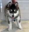 View Pomsky Puppies For Sale Gallery – Pet My Favourite