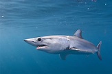 Pacific Shortfin Mako | California Sea Grant