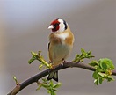 Interesting Facts About Finches