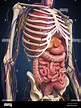 Anatomie Organes 3D - Illustration 3d De L'anatomie D'appareil Digestif ...