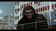 Shaw Brothers' The Mighty Peking Man 猩猩王 (1977) - Act 07 - Orangutan ...