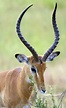 Horn (anatomy) - Wikipedia