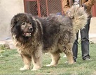 世界最強猛犬，完勝比特，曾幫蘇聯打敗德軍的高加索犬 - 每日頭條