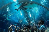 Saiba como visitar o AquaRio, o aquário marinho do Rio de Janeiro