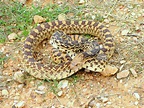 Bull Snake Care Sheet (Approved by a Herpetologist ) | BALL PYTHON ...