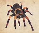 goliath tarantula illustration 1560x1560 pixels | Reference Images ...
