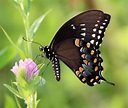 Spicebush Swallowtail - Alabama Butterfly Atlas