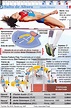 Infografía: Salto de altura en los Juegos de Río 2016 … | Salto de ...
