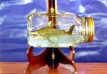 Shark In A Bottle -The Truth About Sharks With UM's Dr. Glenn Parsons ...