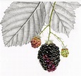 Ann Swan | Botanical painting, Botanical drawings, Botanical art