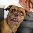 Bacon the Dog Has the Most Expressive Face on All of Instagram | Funny ...