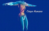 Corpo Humano - Sistemas do Corpo Humano, Órgãos, Curiosidades e ...