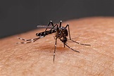 7 Facts About Mosquitoes