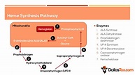 Heme Synthesis Pathway Enzymes 1. ALA Synthase 2. ... | GrepMed