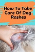 How To Take Care Of Dog Rashes? - Doggie Cube | Dog rash, Dog skin ...