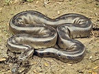 Bolivian Anaconda Facts and Pictures | Reptile Fact