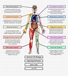 Human Body Systems Diagram Human Body Activities Human Body Unit - Photos