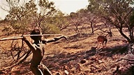 Walkabout: la caminata aborigen australiana como rito de iniciación ...