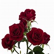 Burgundy Spray Roses 100 Stem - buy wholesale flowers - JR Roses